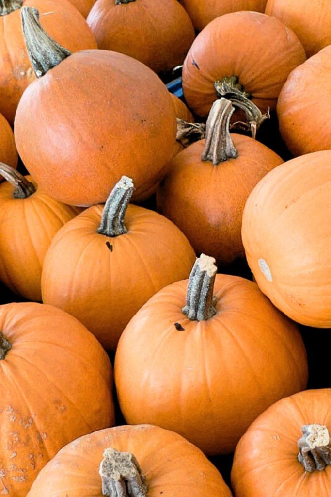 pumpkin sugar